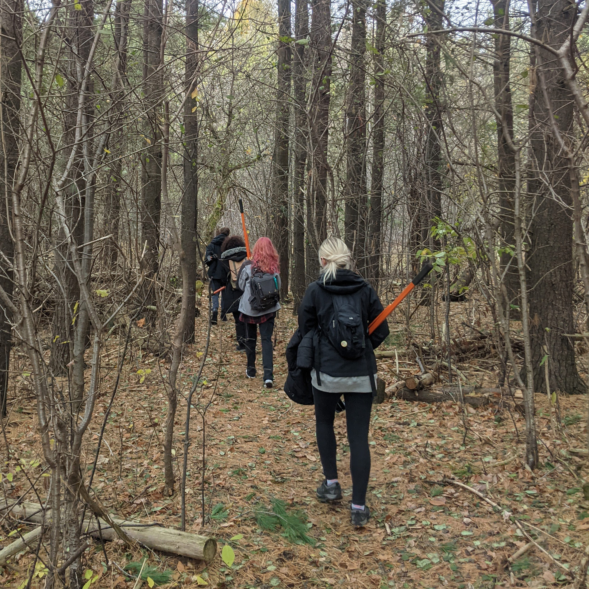 People hiking with backpacks through a forest