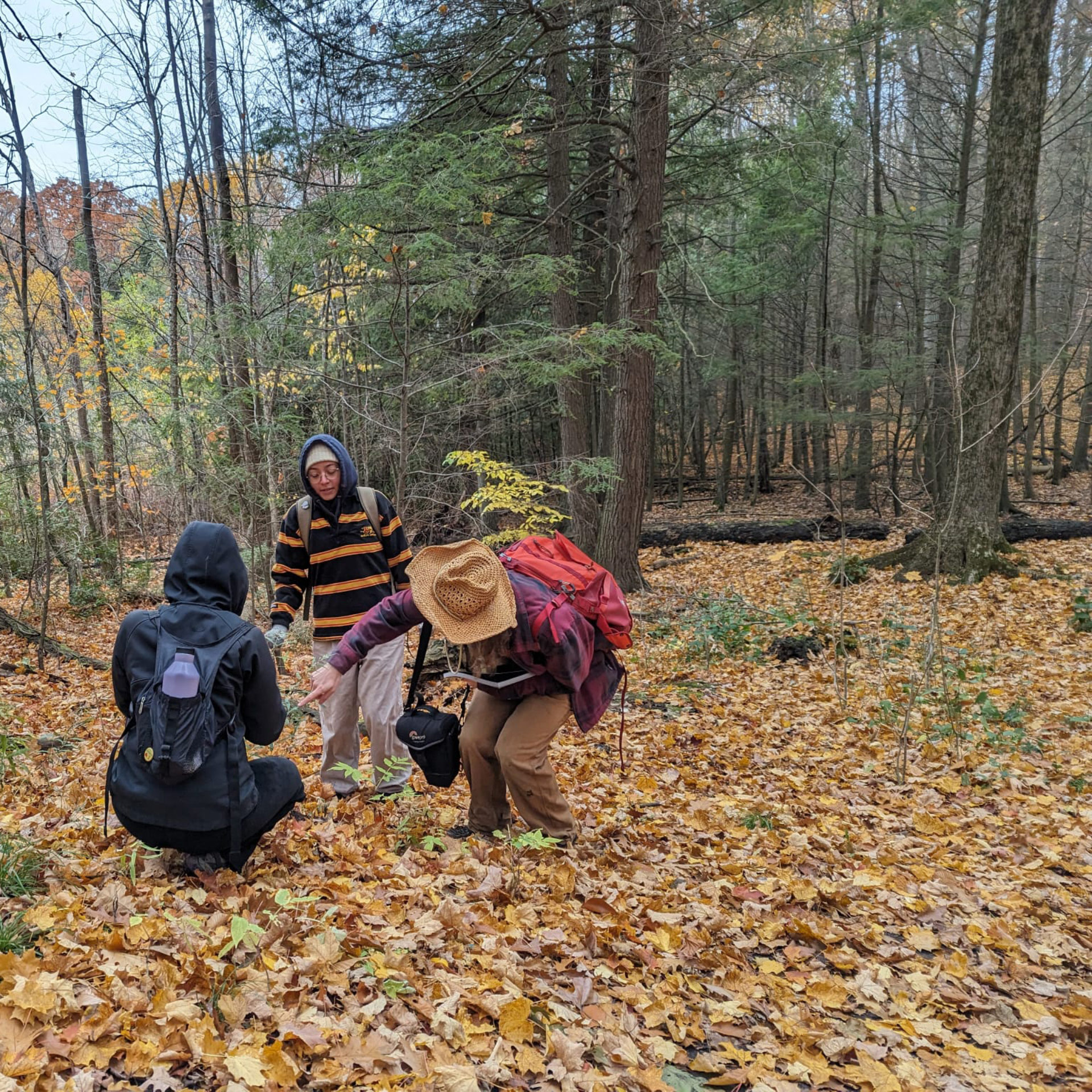 Three people looking at leaves in a forest